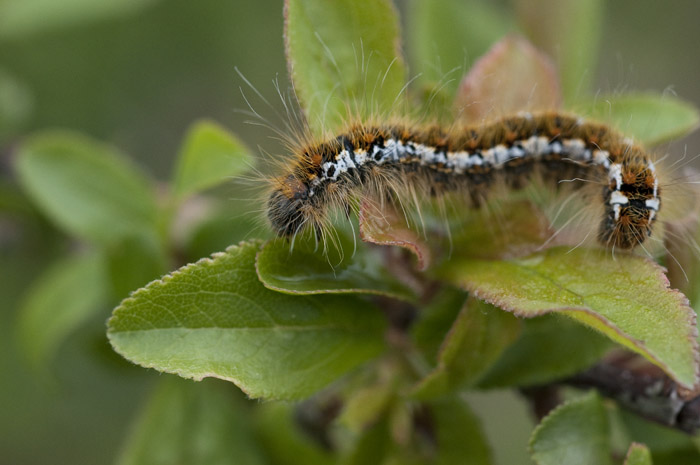 Bruco da identificare